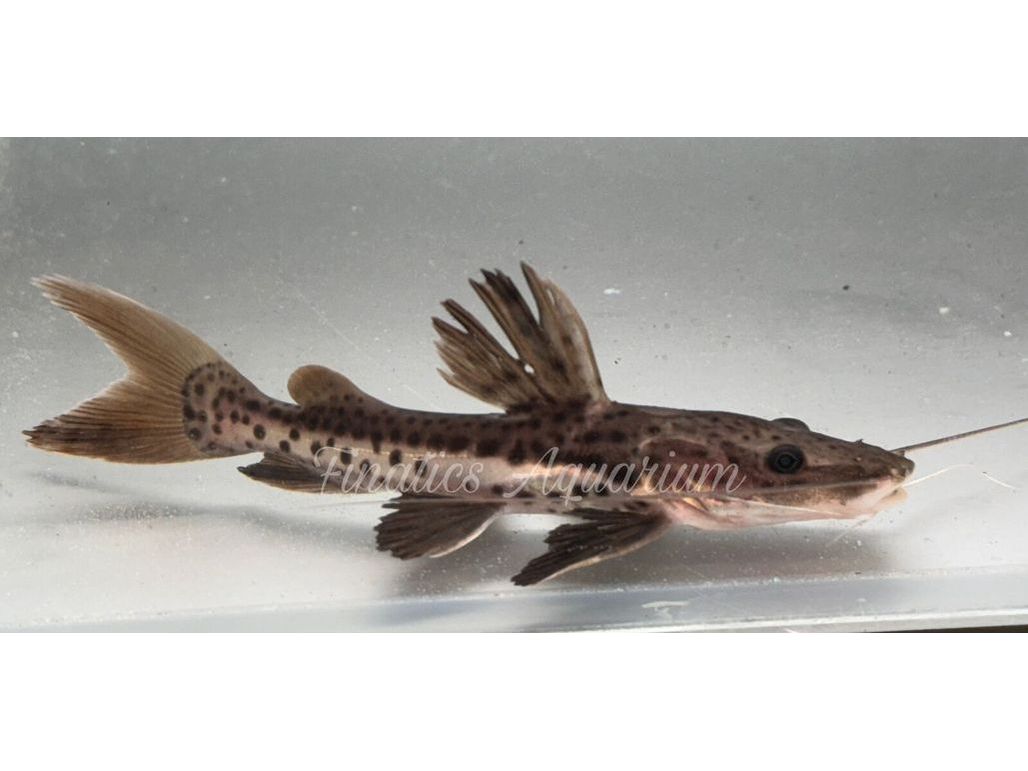 One Hybrid Redtail Catfish Cross with Tiger Shovelnose Catfish Approx 2.5 - 3” T206