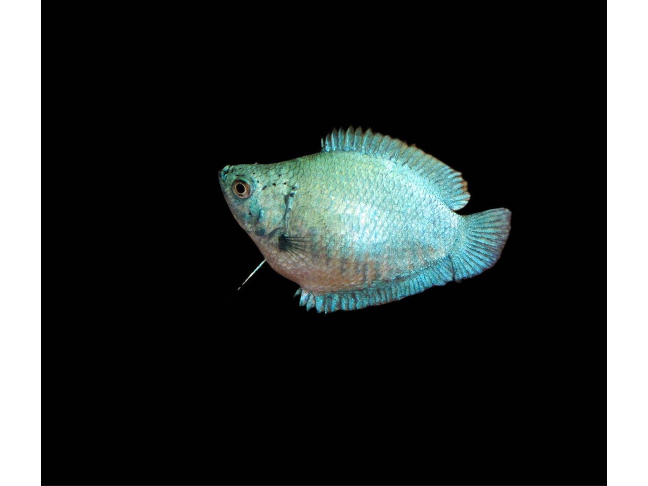 One Female Blue Coral Dwarf Gourami Approx 2" T169