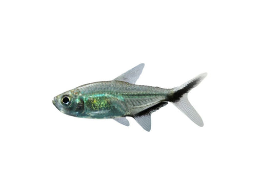 Costae Blackline-Tail Tetra T93 Approx 1”
