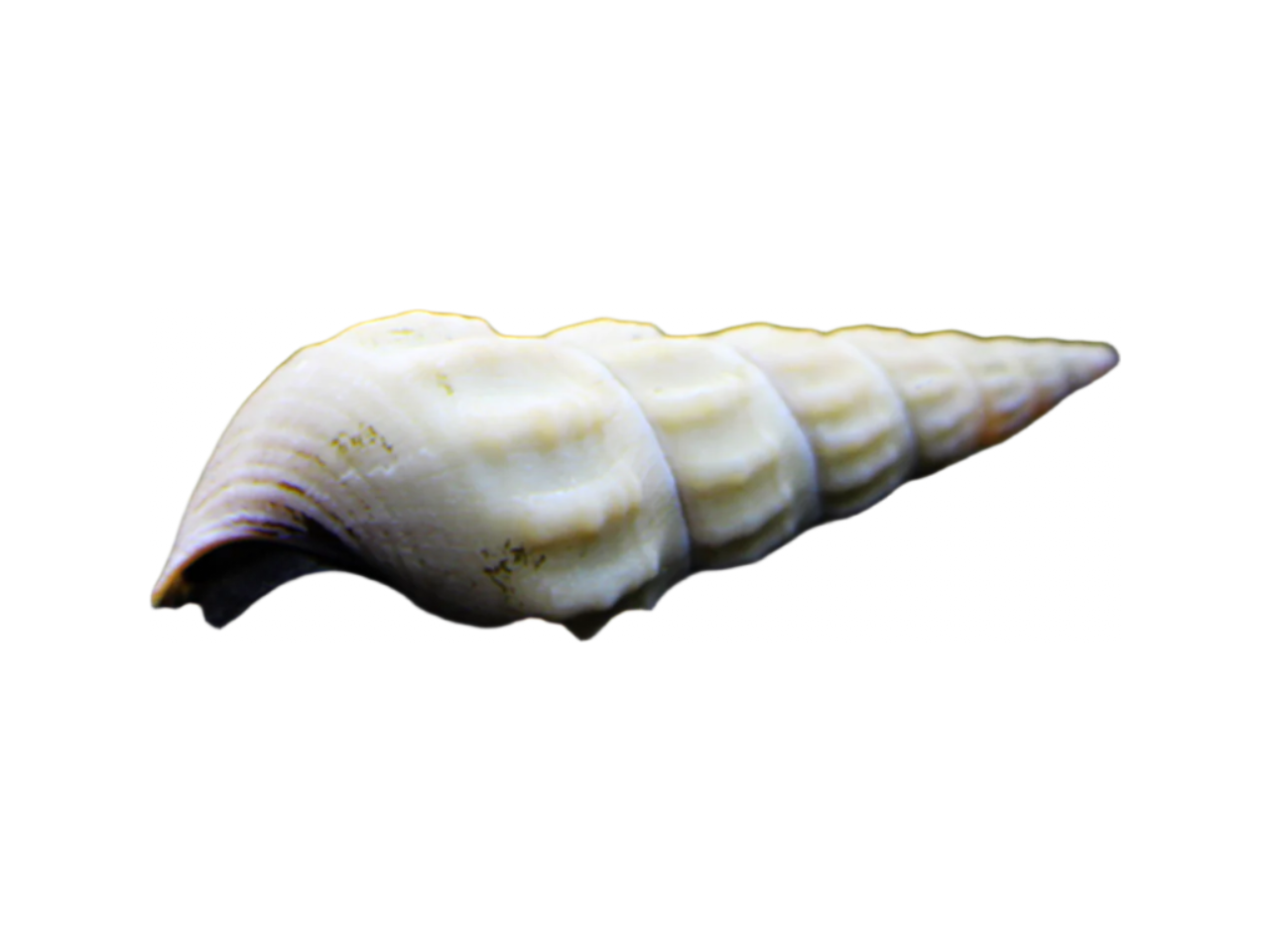 Giant Tower Cap Snail White