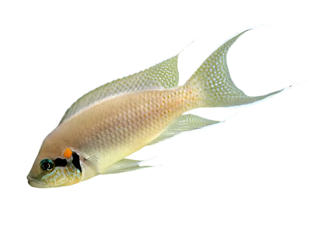 Lamprologus Brichardi Cichlid T250