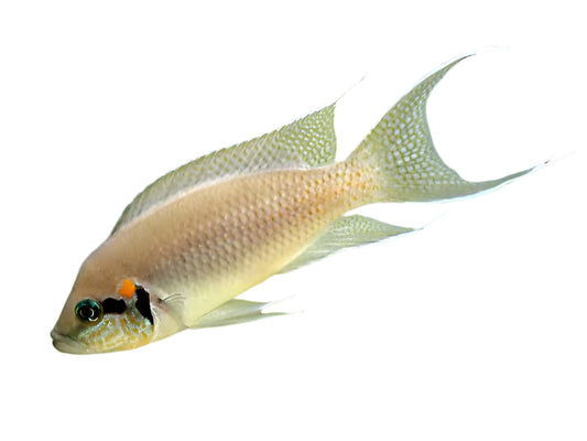 Lamprologus Brichardi Cichlid T250