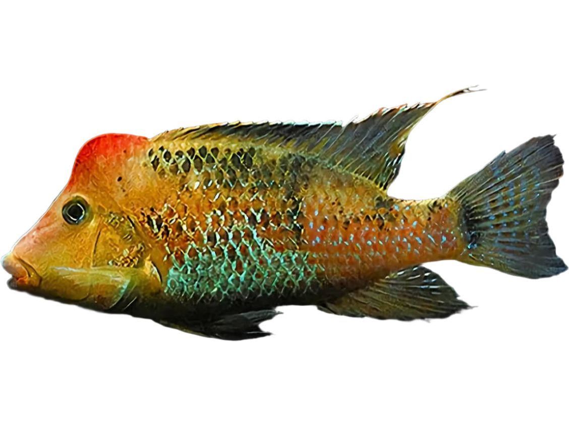 Geophagus Steindachneri "Red Hump" T244