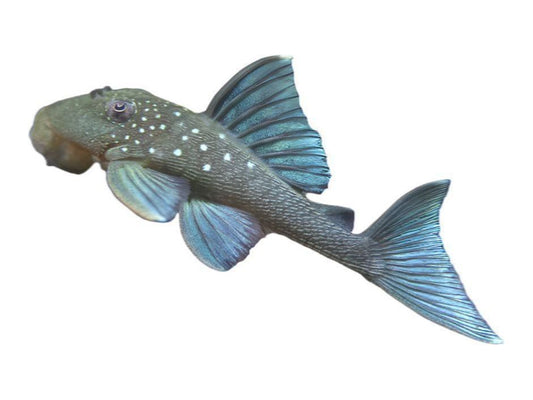 Blue Phantom Pleco L-128 T147/116/121/152  Approx 2" (Hemiancistrus sp.)