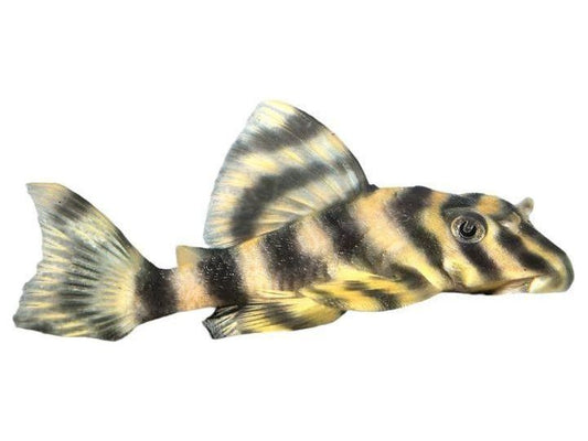 One Clown Striped Pleco L-103 Approx 2” T164