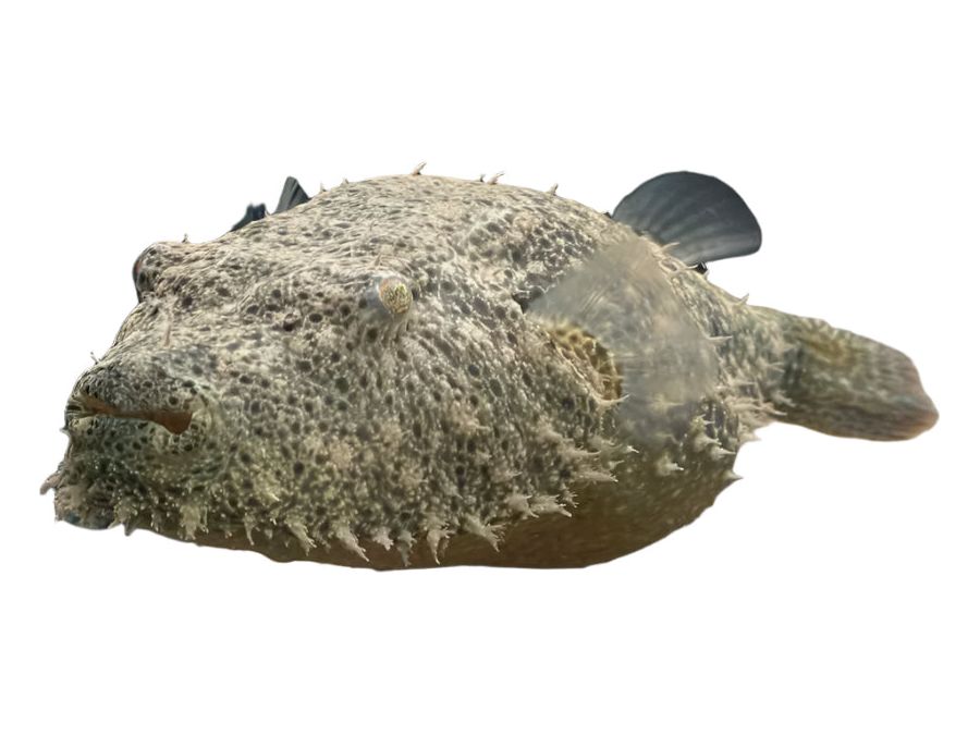 Hairy Puffer Freshwater Approx 2-3”