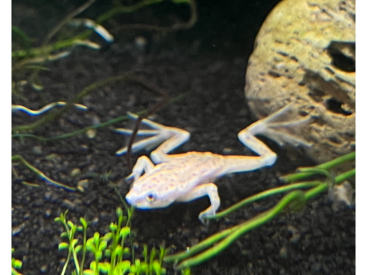 Dwarf African Blonde Frog-Fish