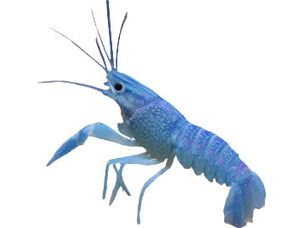 Blue Lobster Approx 2.5-3”