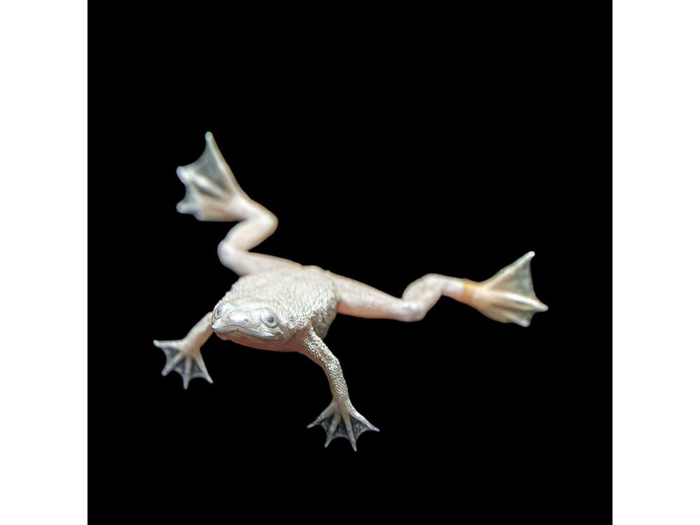 Dwarf Zaire Platinum Fully Aquatic Frog