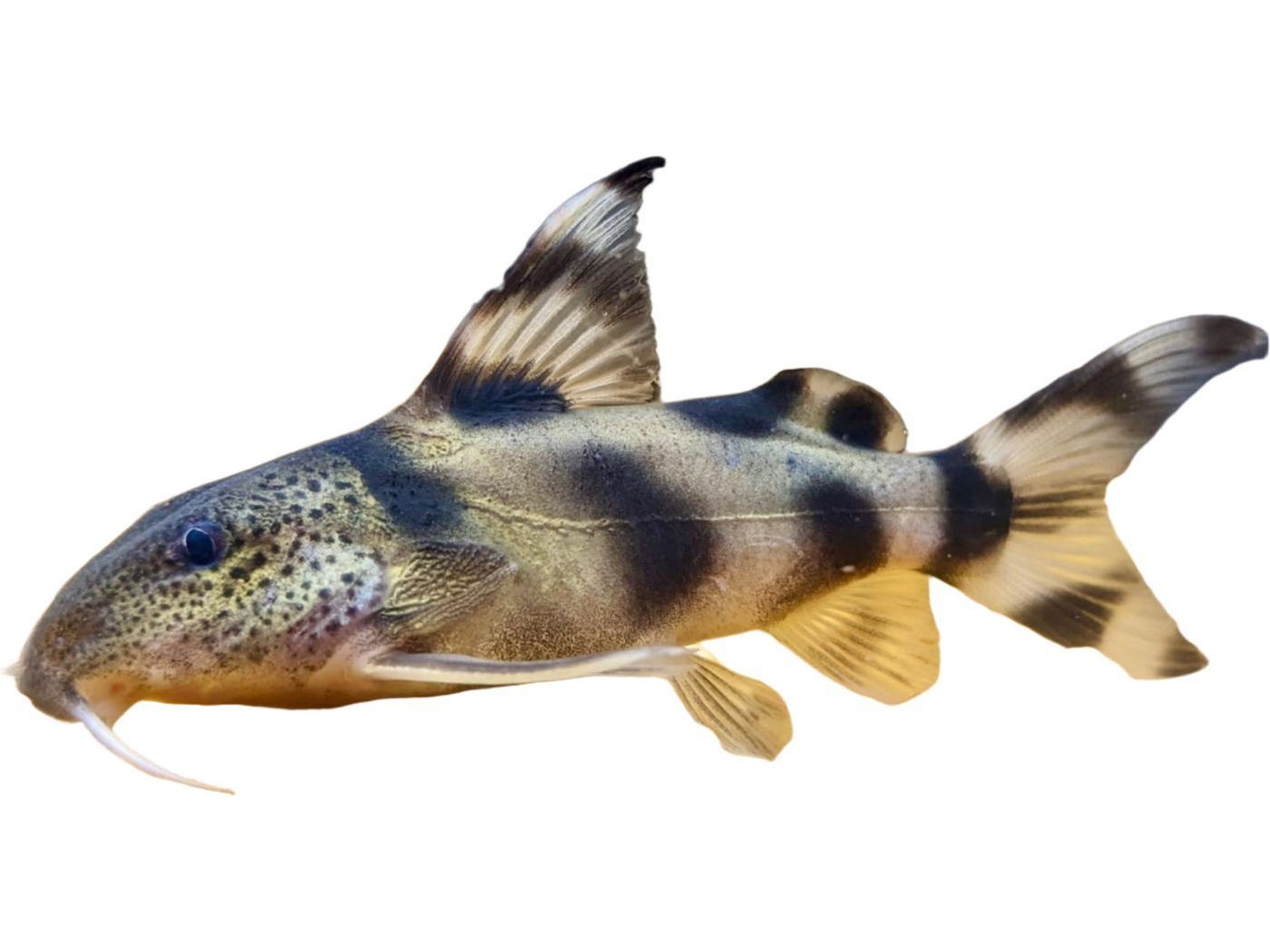 One Clown Decorus Approx 1 - 1.5”