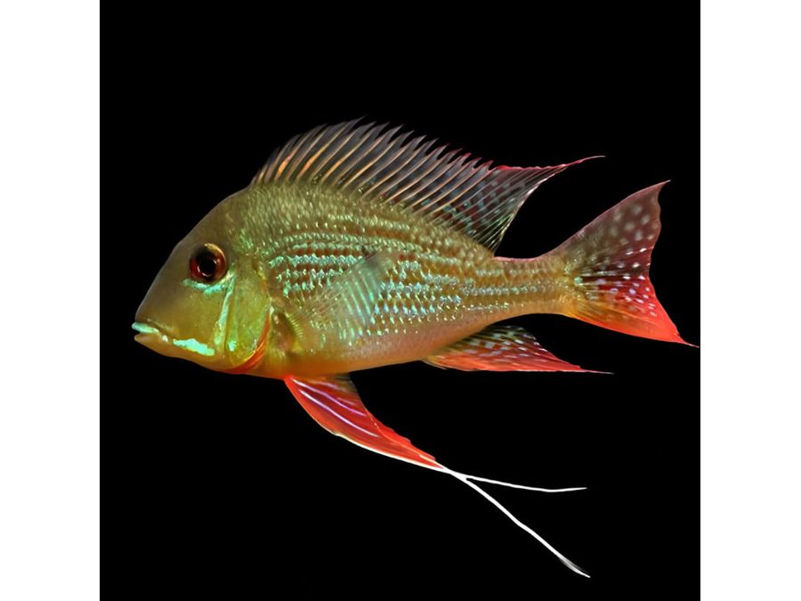 Eartheater Redstriped Surinamensis Approx 2.5”