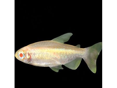 One Congo Albino Tetra Approx 1.5”