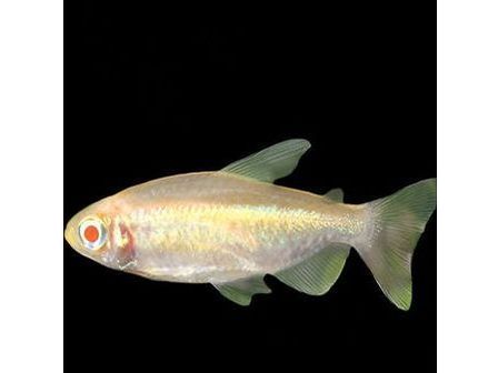 One Congo Albino Tetra Approx 1.5”