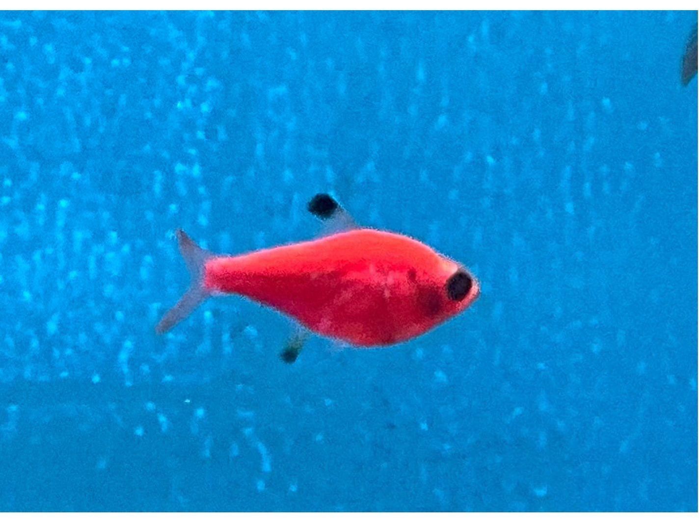 One Starfire Red Pristella Glo Fish Approx 1” T95