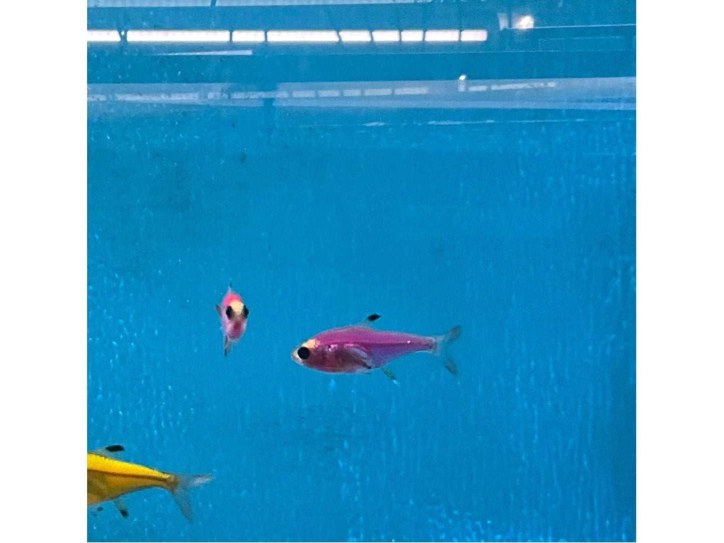 One Galactic Purple Pristella Glo Fish approx 1” T95