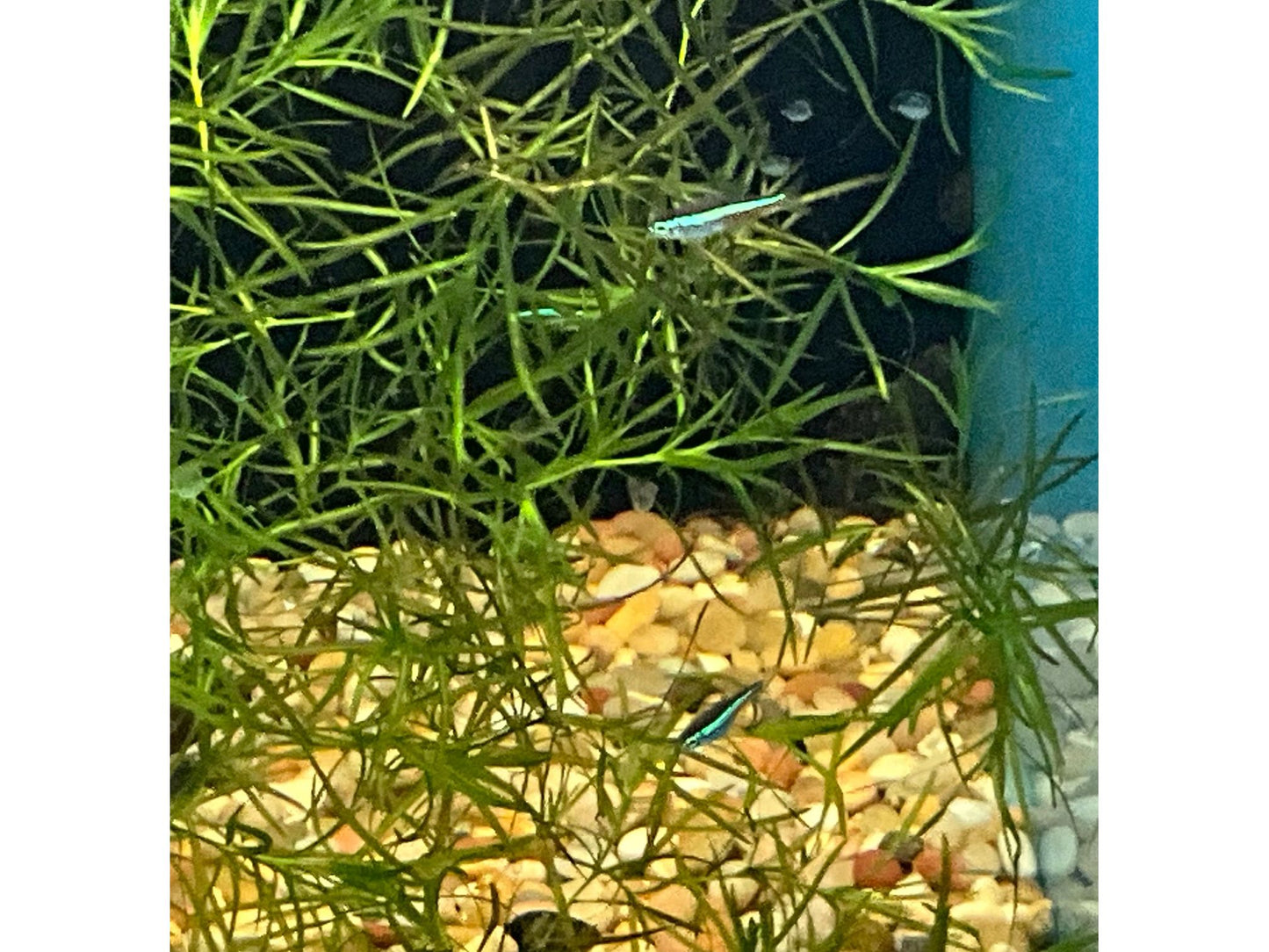 One Green Neon Tetra Approx 3/4"