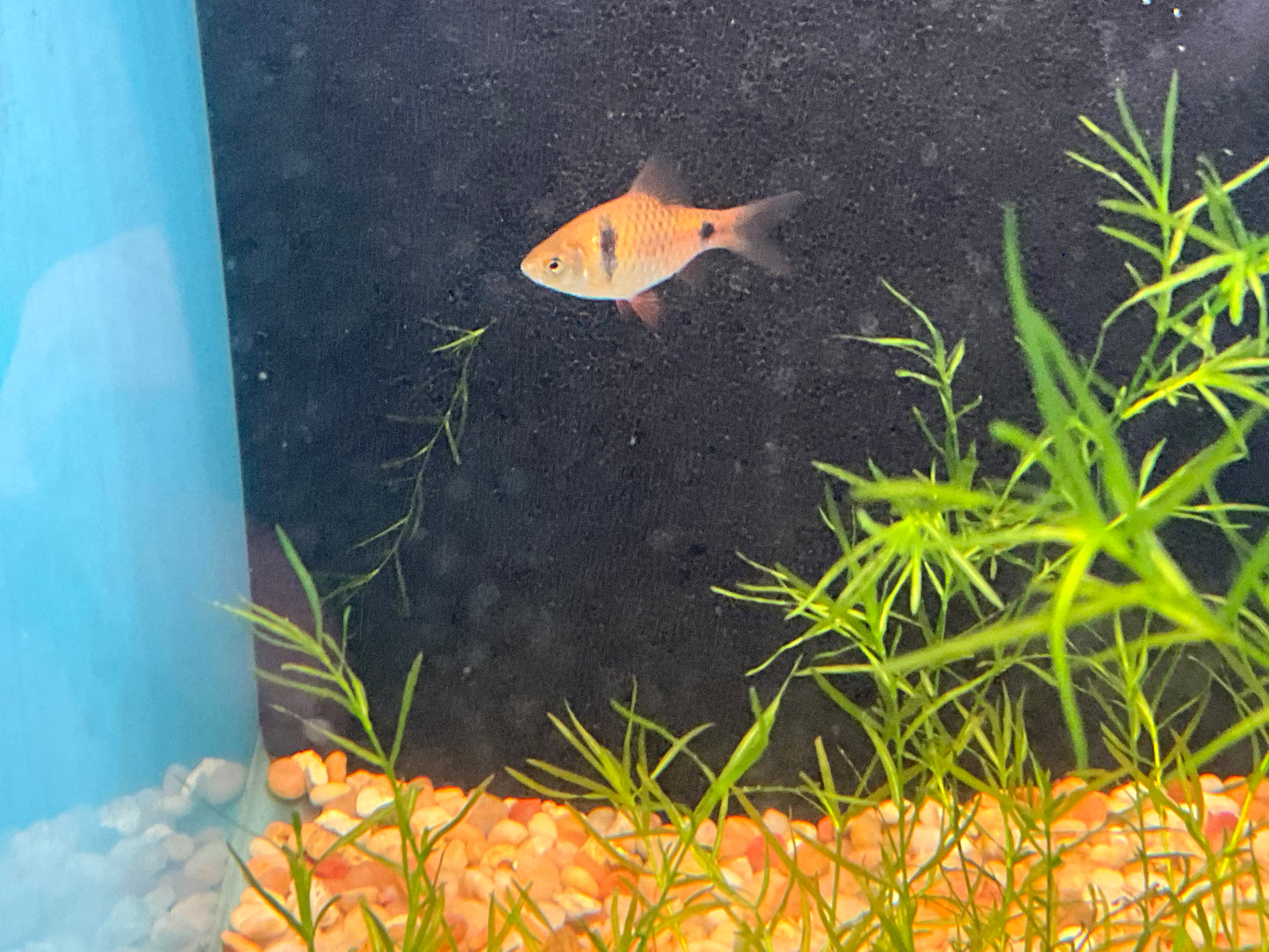One Odessa Barb T74