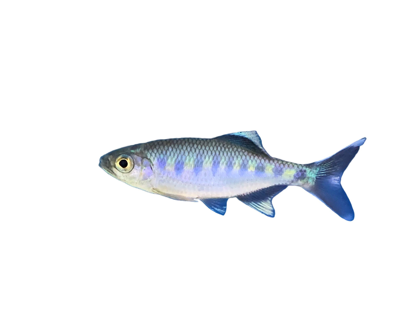 One Blue Hillstream Trout Danio Approx 1.5"