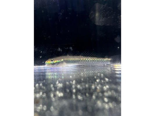 One Neon Blue Stiphoden Goby Approx 1.5-2.5”
