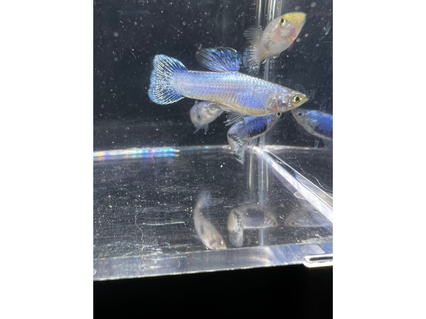 Purple Luminous Male Guppy Fish