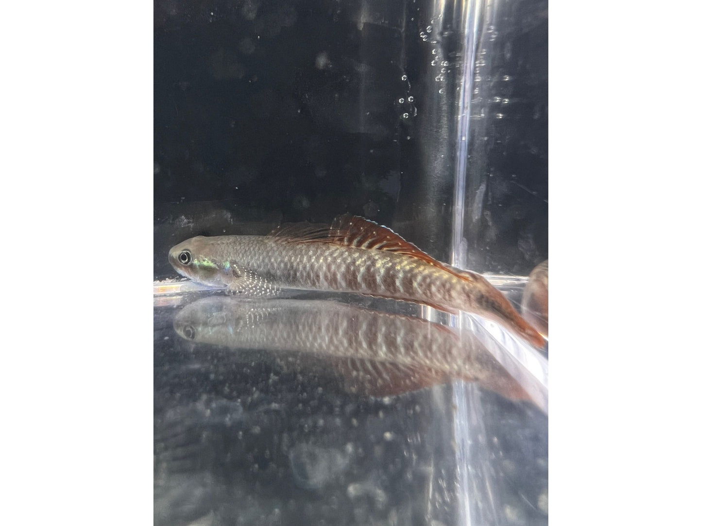 One Rainbow Stiphodon Goby Freshwater T121 Approx 2" (Stiphodon ornatus)