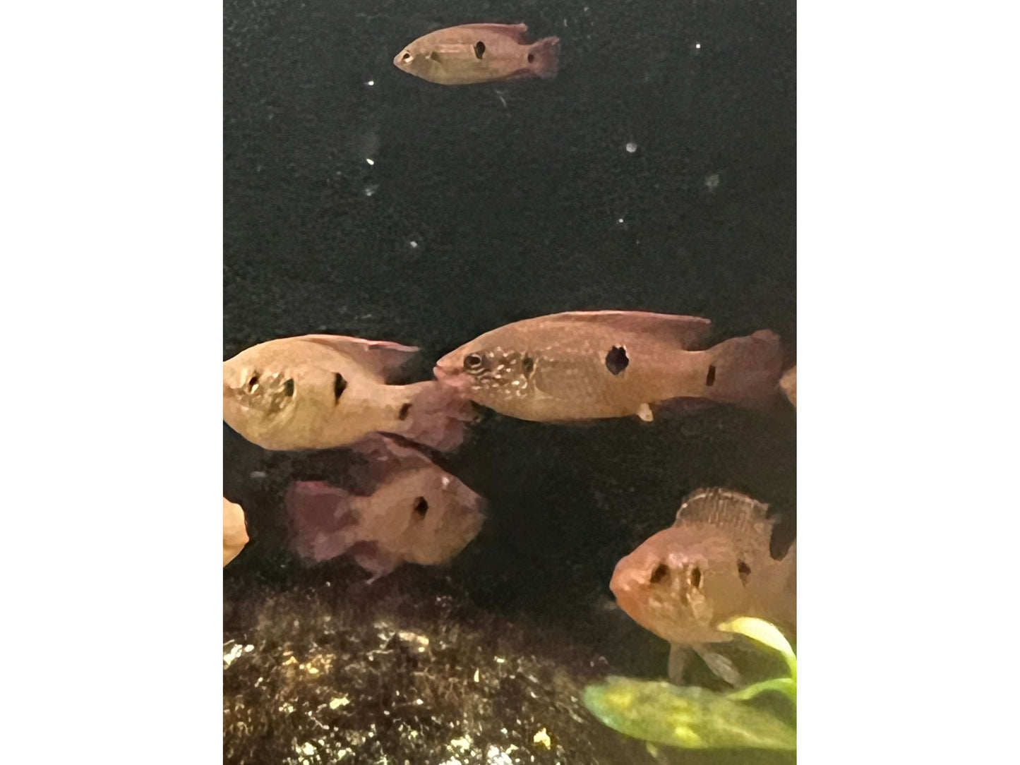Red Jewel Cichlid