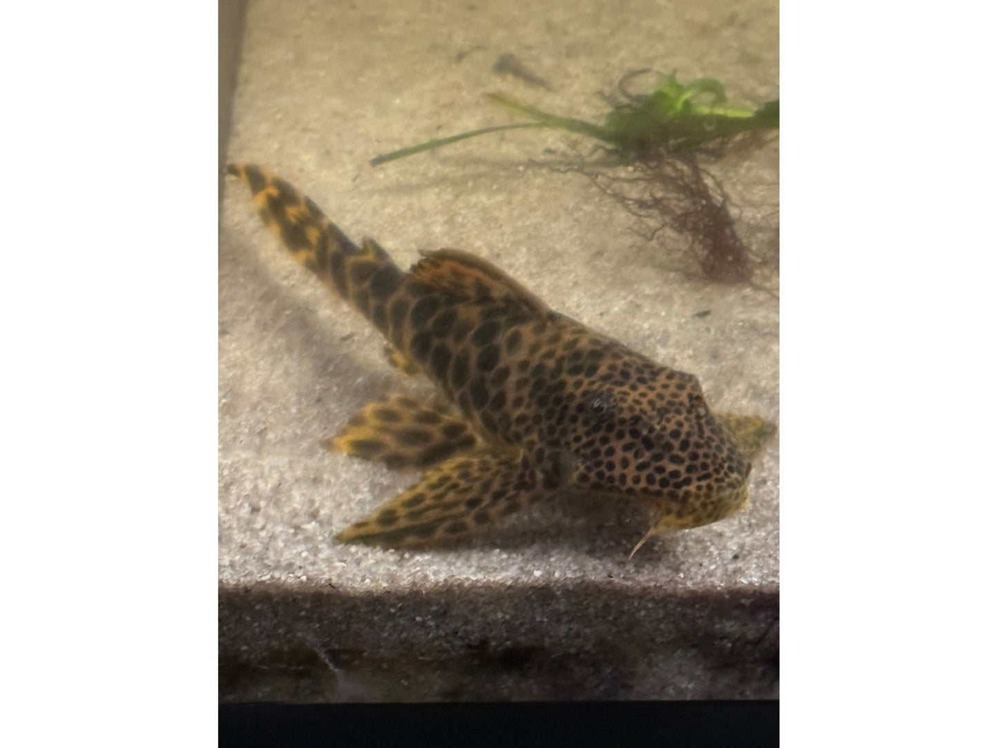 One Para Yellow Spotted Pleco 4-4.5” ” L-075