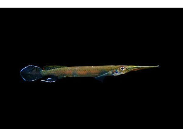 One Malayan Half Beaks Approx 1.5” T164(Hemirhamphodon Pogonognathus)