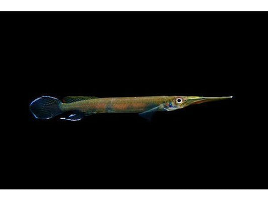 One Malayan Half Beaks Approx 1.5” T164(Hemirhamphodon Pogonognathus)