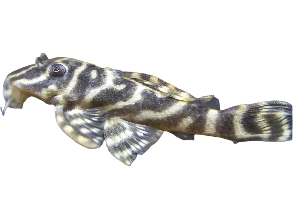 Pleco Zebra Peckoltia L-129 T154