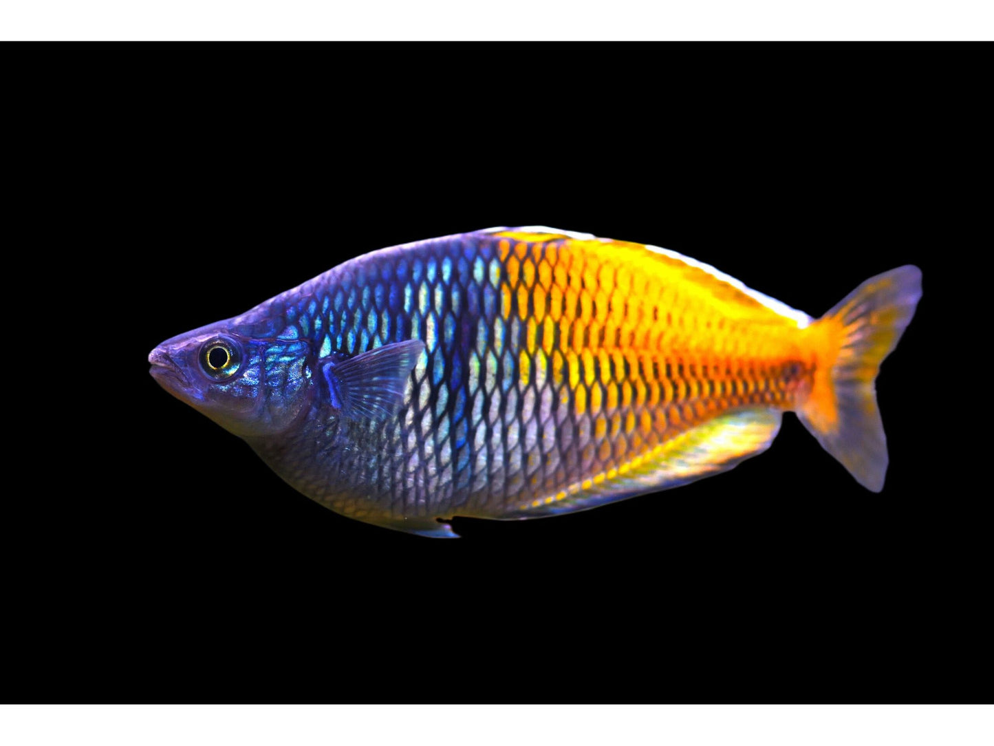 One Boesemani Rainbowfish Approx 2" T88 (Melanotaenia boesemani)