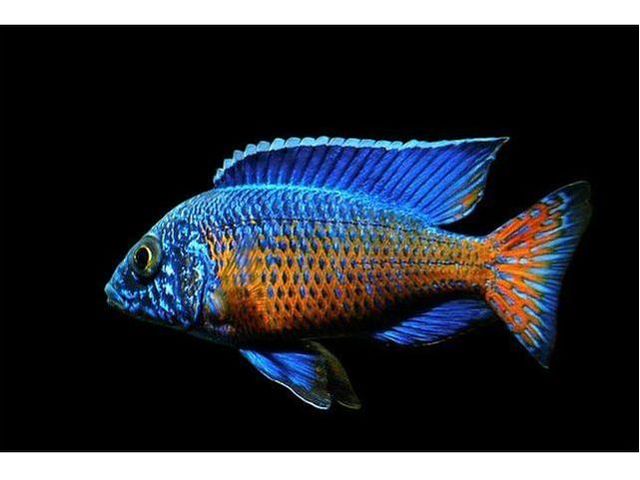 One Ngara Flametail Peacock Approx 2" T233 (Aulonocara stuartgranti)