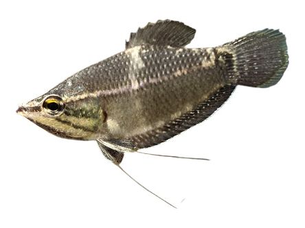 Samurai Gourami Approx 1.5"