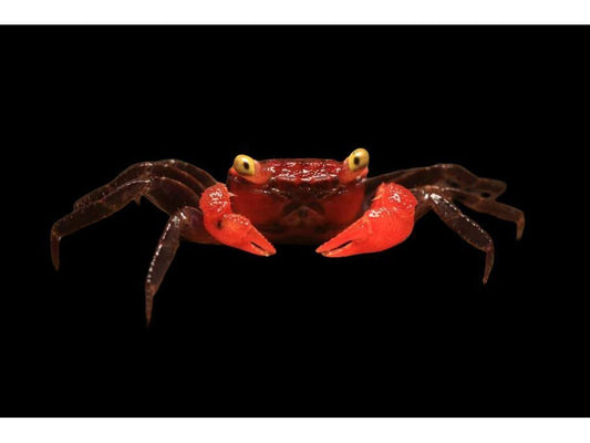 Red Apple Crab (Vampire) - Freshwater (metasesarma aubryi)
