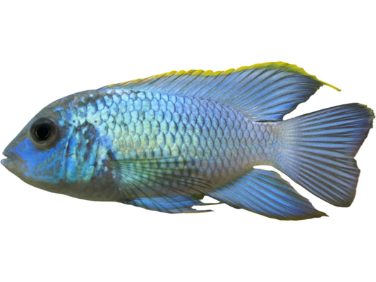One Acara Electric Blue Cichlid Approx 1-2" T188