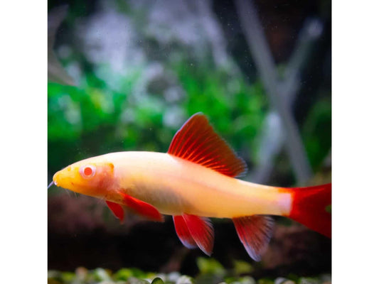 Albino Rainbow Sharkfish Freshwater T219