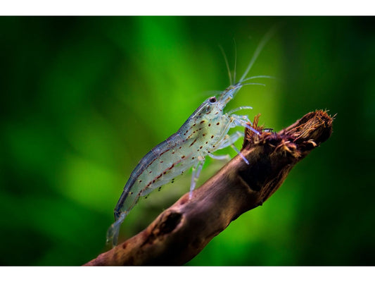 Amano Algae Eating Shrimp