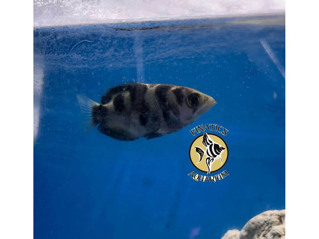 Archer Fish - Toxotes Jaculatrix.
