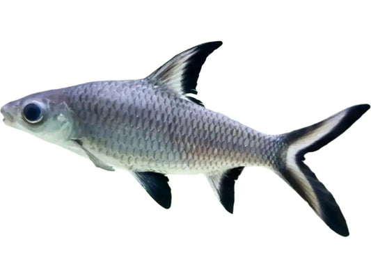 One Bala Shark-Fish Approx 1.5-2""