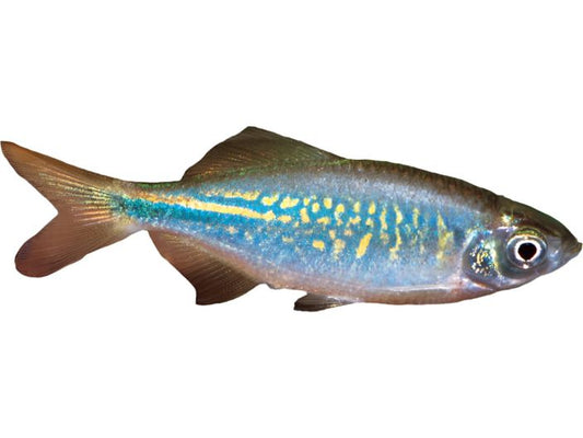 One Bengal Danio Approx 2" T32