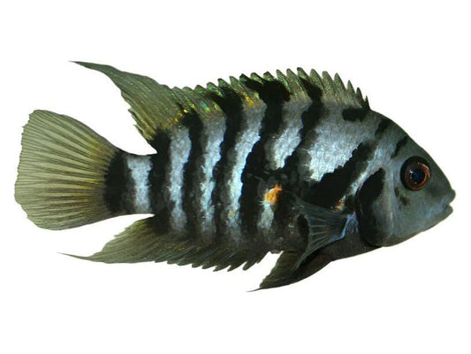 Black Convict Cichlid Approx 1.5-2"