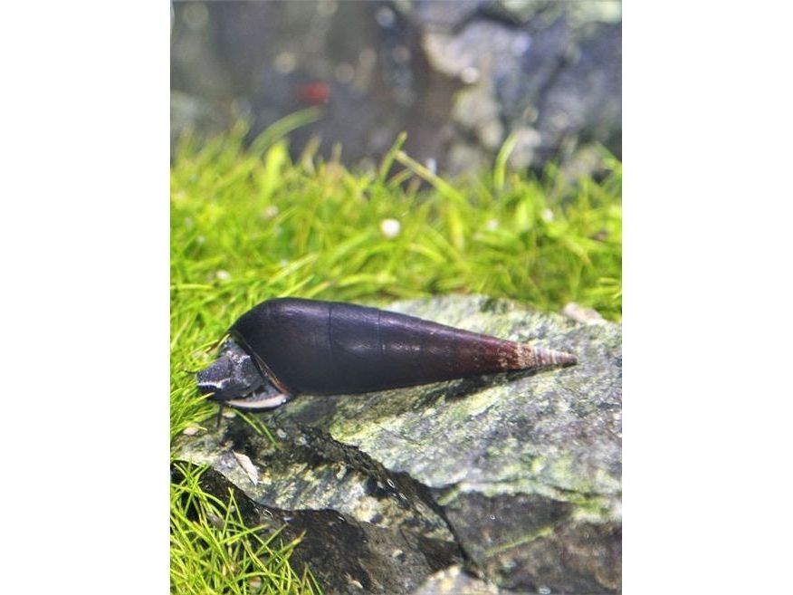 One Blue Rabbit Snail