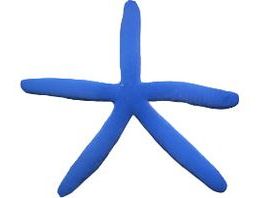 Blue Linckia Starfish Approx 4-6" Saltwater