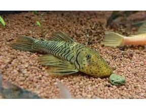 Bloodfin Bulldog Pleco L-276 approx 2”