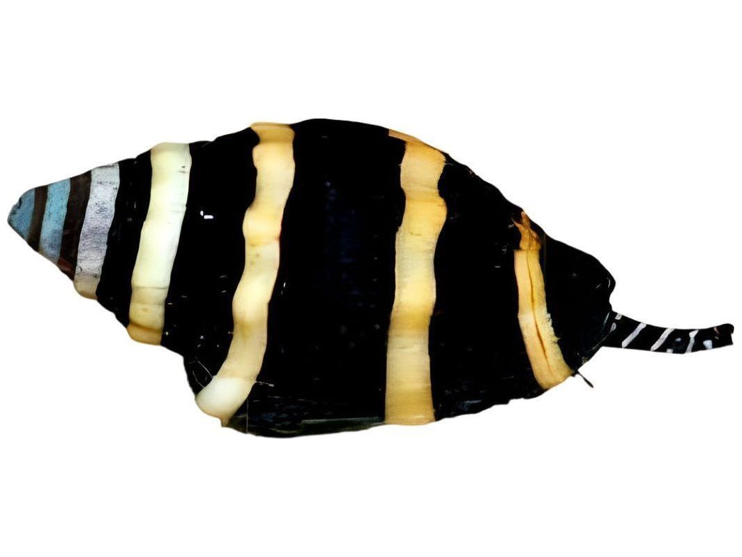 One Bumble Bee Snails Salt Water
