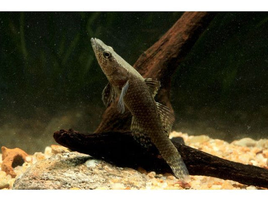 One Butis Butis - Crazy Goby Approx 2.5-3.5” (T87/88)