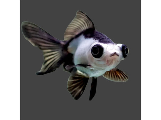 One Butterfly Panda Goldfish Approx 2"