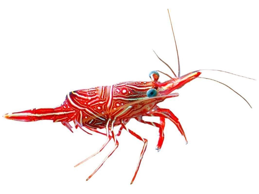 One Camel Shrimp - Saltwater
