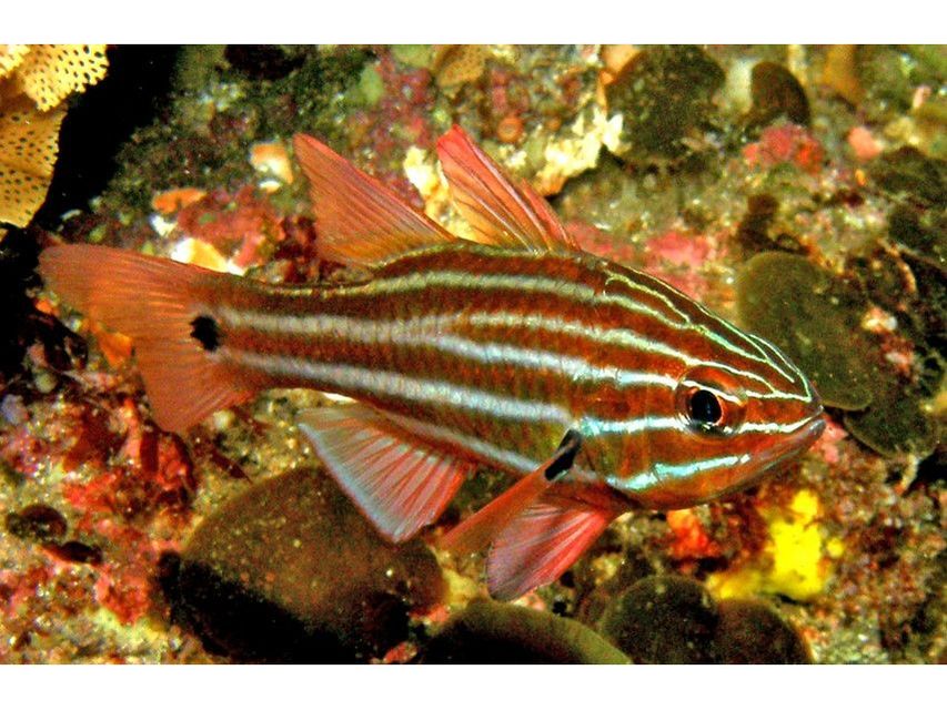 Stripe Cardinal Fish Saltwater