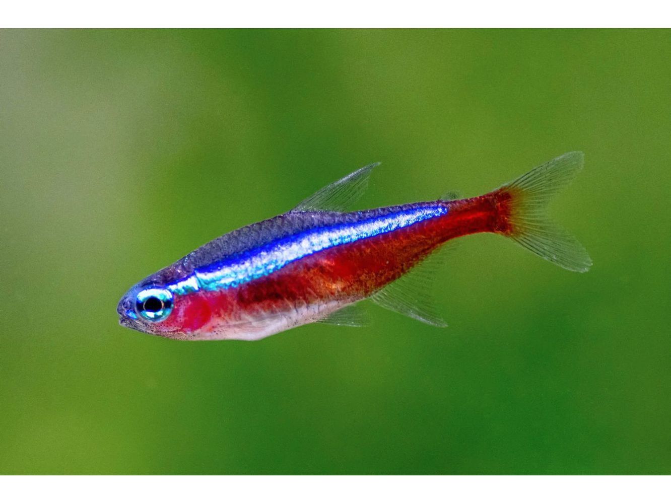 One Cardinal Tetra Approx 1"